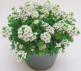 Steingarten Stauden-Mix für 1,49 € bei Netto mit dem Scottie im Angebot Steingarten Stauden-Mix im aktuellen Netto mit dem Scottie Prospekt