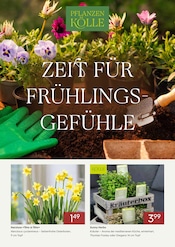 Aktueller Pflanzen Kölle Prospekt mit Pflanzen, "ZEIT FÜR FRÜHLINGSGEFÜHLE", Seite 1