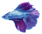 Sélection de Betta mâle en promo chez Animalis Cachan à 5,00 €