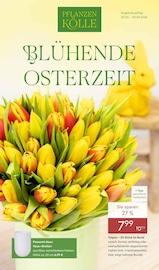 Aktueller Pflanzen Kölle Prospekt mit Tulpen, "BLÜHENDE OSTERZEIT", Seite 1