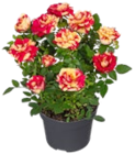 Kaufland - Zweifarbig Rose Angebot im Prospekt Zweifarbig Rose bei Kaufland im Prospekt "" für 3,79 €