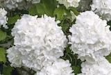 HORTENSIA en promo chez Truffaut Colombes à 29,99 €