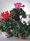 Cyclamen - U en promo chez Super U Nantes à 5,99 €