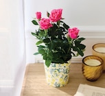 Rosier pot 12 cm dans le catalogue Intermarché Hyper