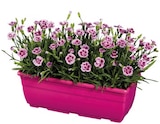 Jardinière d'œillets - Lidl à Quimper Jardinière d'œillets en promo chez Lidl Quimper à 6,99 €