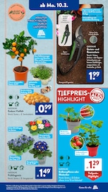 Aktueller ALDI SÜD Prospekt mit Blumenzwiebeln, "Gutes für Alle.", Seite 17