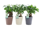 Promo Ficus ginseng à 8,99 € dans le catalogue Carrefour à Amilly