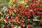 Photinia "Carré rouge" en promo chez Jardiland Courbevoie à 4,99 €