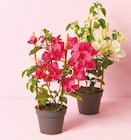 Bougainvillea am Spalier  im aktuellen Netto mit dem Scottie Prospekt für 6,99 €