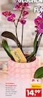 Orchideen Arrangement Angebote bei Netto Marken-Discount Bergisch Gladbach für 14,99 €
