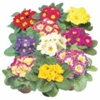 Primeln bei ZG Raiffeisen im Osterburken Prospekt für 1,49 €