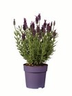 Lavendel stoechas Angebote bei Lidl Oberhausen für 2,79 €