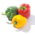 Netto mit dem Scottie Wittstock - Paprika-Mix Angebot im Prospekt Paprika-Mix bei Netto mit dem Scottie im Wittstock Prospekt für 1,99 €