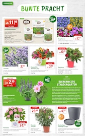 Lavendel im ZG Raiffeisen Prospekt in Freiburg Aktueller ZG Raiffeisen Prospekt mit Lavendel, "MUTTERTAG - JETZT ANS SCHENKEN DENKEN", Seite 4
