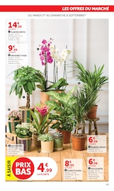 Promos Plante Verte dans le catalogue "SUPER U" de Super U Plante Verte en promo dans le catalogue Super U à la page 45