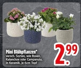 Mini Blühpflanzen  im aktuellen EDEKA Prospekt für 2,99 €