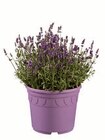 Aktuelles Lavendel XXL Angebot bei Lidl in Wuppertal ab 6,99 €