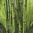 Equisetum japonicum pot de 3 litres - BOTANIC® - Botanic Equisetum japonicum pot de 3 litres - BOTANIC® à 25,99 € dans le catalogue Botanic