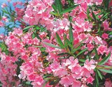 Jardineries du terroir Gex - Promo Laurier-rose Promo Laurier-rose à 12,99 € dans le catalogue Jardineries du terroir à Gex