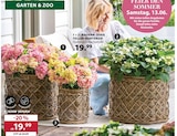 Dehner Garten-Center - Bauern- oder Teller-Hortensie Angebot im Prospekt Bauern- oder Teller-Hortensie bei Dehner Garten-Center im Prospekt "" für 19,99 €