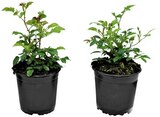Bodendeckerrose im Angebot bei REWE in Bruchsal Bodendeckerrose Angebote von Bio bei REWE Bruchsal für 2,49 €