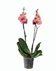 Orchidée 2 tiges dans le catalogue Lidl