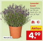 Lavendelbusch Angebote bei Netto Marken-Discount Bamberg für 4,99 €