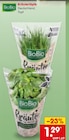 Aktuelles Kräutertöpfe Angebot bei Netto Marken-Discount in Dortmund ab 1,29 €