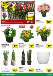 Aktueller Hagebaumarkt Prospekt mit Hortensie, "So günstig geht das!", Seite 2