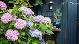 Bauernhortensien Angebote bei Garten-Center Nordharz GmbH & Co. KG Halberstadt für 9,99 €