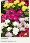 Chrysantheme im Angebot bei Pflanzen Kölle in Mainz Chrysantheme Angebote bei Pflanzen Kölle Mainz für 1,49 €