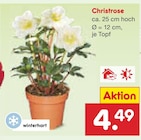 Christrose für 4,49 € bei Netto Marken-Discount im Angebot Christrose im aktuellen Netto Marken-Discount Prospekt