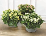 KALANCHOE en promo chez Super U Montpellier à 8,99 €