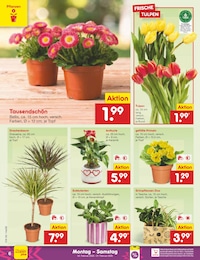 Netto Marken-Discount Zimmerpflanzen im Prospekt 