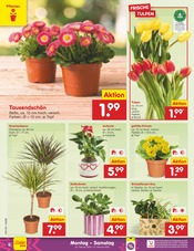 Aktueller Netto Marken-Discount Prospekt mit Blumen, "Aktuelle Angebote", Seite 6