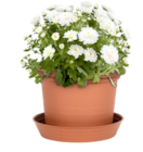 Aktuelles Chrysantheme 'Patio Mum' Angebot bei Thomas Philipps in Duisburg ab 1,29 €