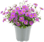 Gänseblümchen 'Fresco'  im aktuellen Penny Prospekt für 1,69 €