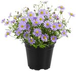 Erdbeerpflanze im Angebot bei REWE in Straubing Erdbeerpflanze Angebote bei REWE Straubing für 1,69 €