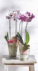 Phalaenopsis 2 tiges pot 12 cm à 12,99 € dans le catalogue Intermarché