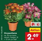 Chrysantheme im Angebot bei Netto Marken-Discount in St. Ingbert Chrysantheme Angebote bei Netto Marken-Discount St. Ingbert für 2,49 €