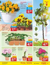 Blumen im Netto Marken-Discount Prospekt in Waiblingen Aktueller Netto Marken-Discount Prospekt mit Blumen, "Aktuelle Angebote", Seite 13
