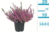 Lidl Büchenbeuren - Heidekraut (Calluna vulgaris) Angebot im Prospekt Heidekraut (Calluna vulgaris) bei Lidl im Büchenbeuren Prospekt für 0,99 €