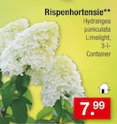 Rispenhortensie Angebote bei Zimmermann Laatzen für 7,99 €