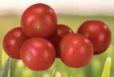 Bio-Cherrytomaten von  im aktuellen EDEKA Prospekt für 1,11 €