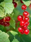 Beerensträucher im Thomas Philipps Prospekt Beerensträucher von Deutsche Produktion im aktuellen Thomas Philipps Prospekt für 3,33 €