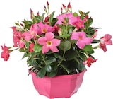 Promo Dipladénia Buisson à 15,99 € dans le catalogue Botanic à Suresnes