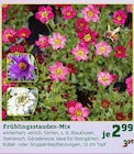 Frühlingsstauden-Mix Angebote bei Pflanzen Kölle Esslingen für 2,99 €