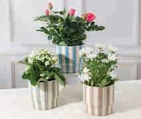 Plante fleurie en promo chez Super U Orléans à 6,99 €