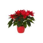 Poinsettia avec cache-pot - diamètre 14 cm - BOTANIC® - Botanic Poinsettia avec cache-pot - diamètre 14 cm - BOTANIC® à 10,99 € dans le catalogue Botanic