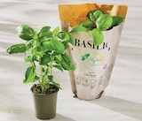 Basilic en promo chez Hyper U Périgueux à 1,49 €
